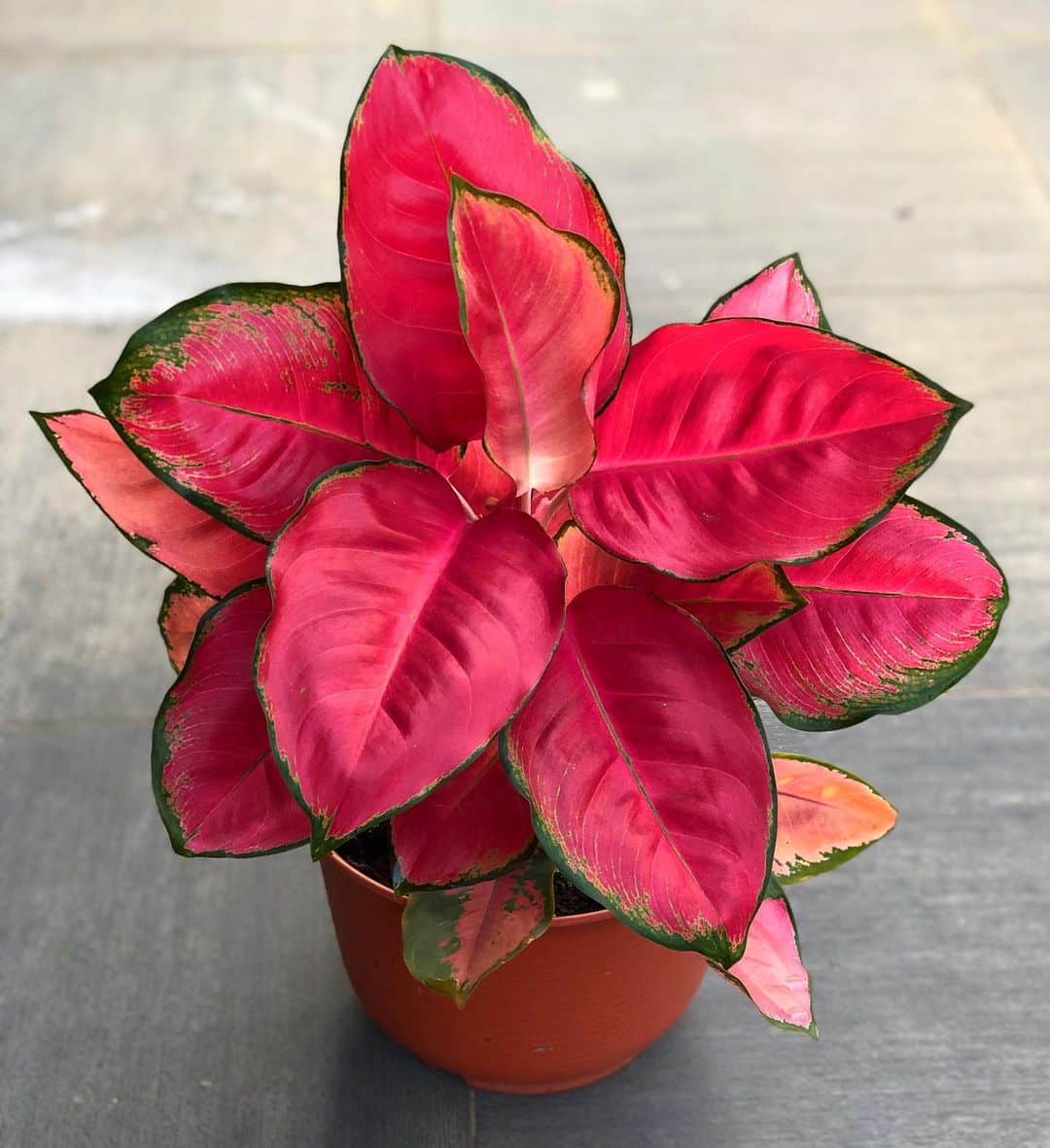 Red Aglaonema in pot