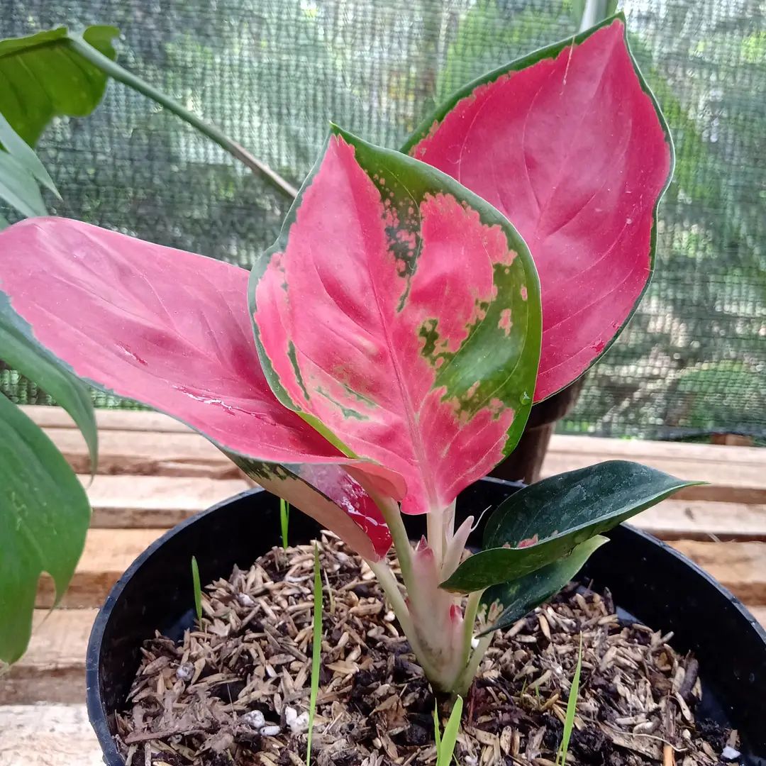 Red Aglaonema in potting mix