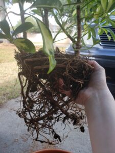 A man holding Schefflera with root bound problem