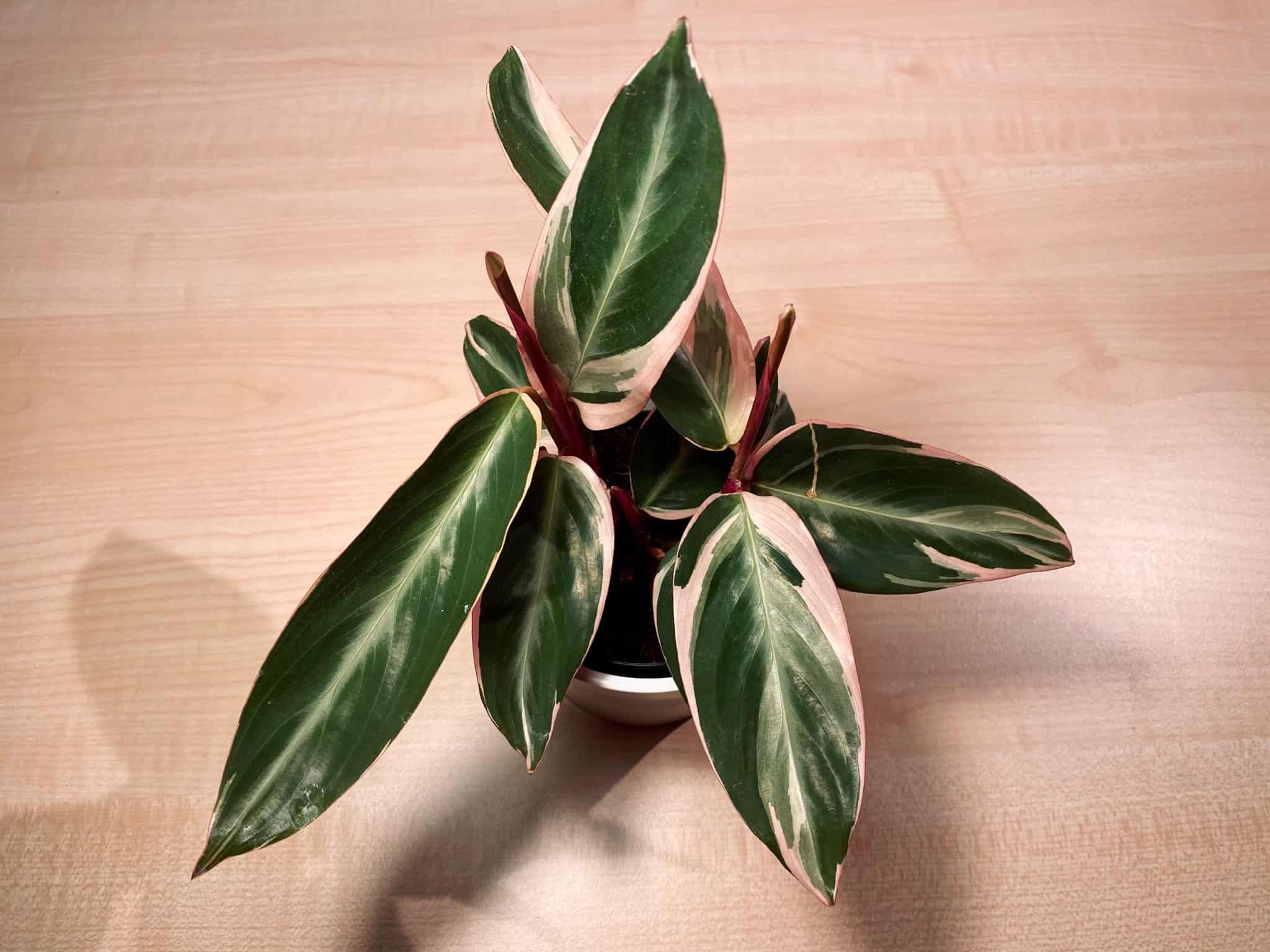 20+ Different Types of Prayer Plants Plants Craze FAQ and How to Care