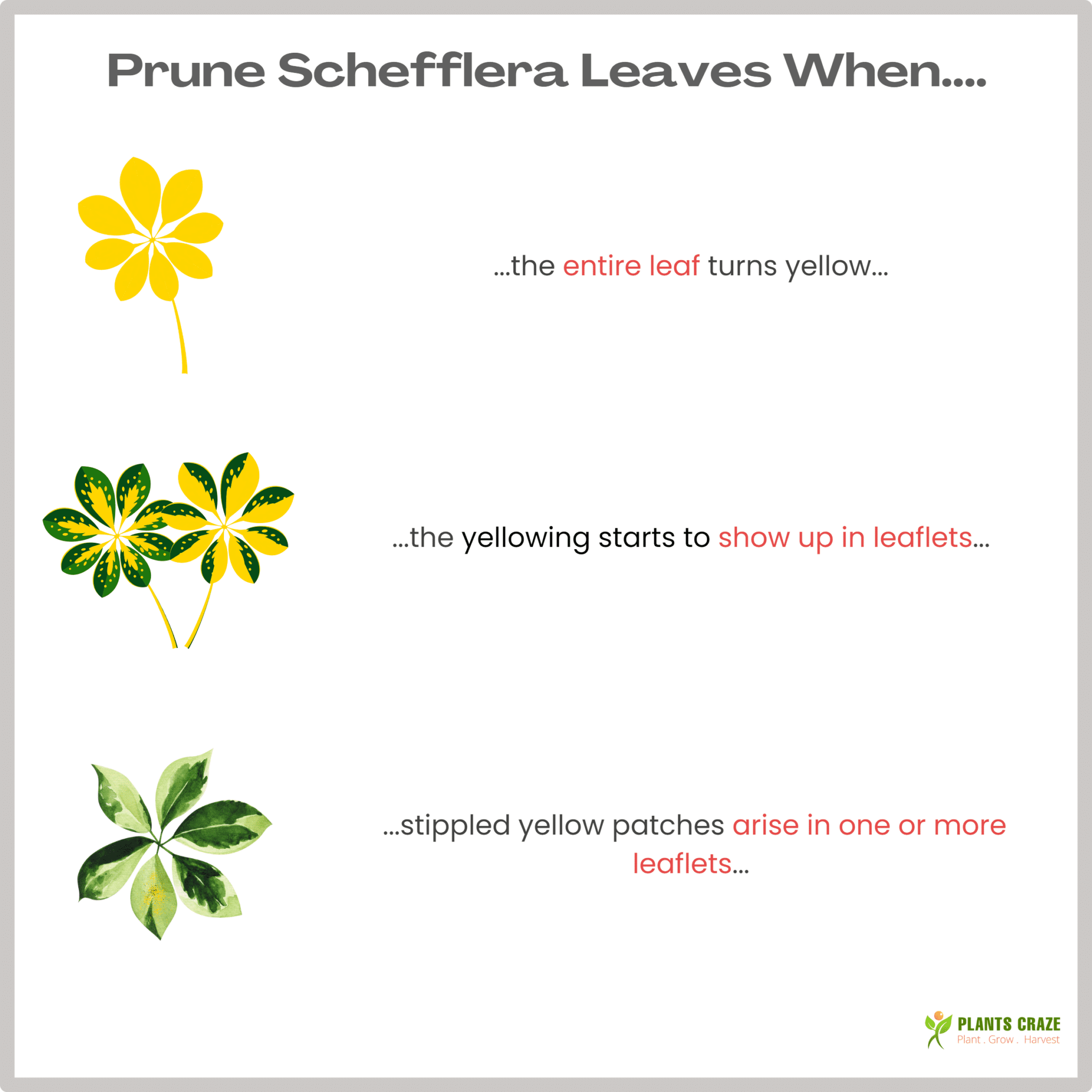 Image illustrates some tips to prune the Schefflera leaves