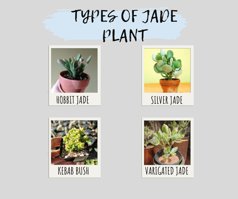 Image showing four different type of Jade Plant.