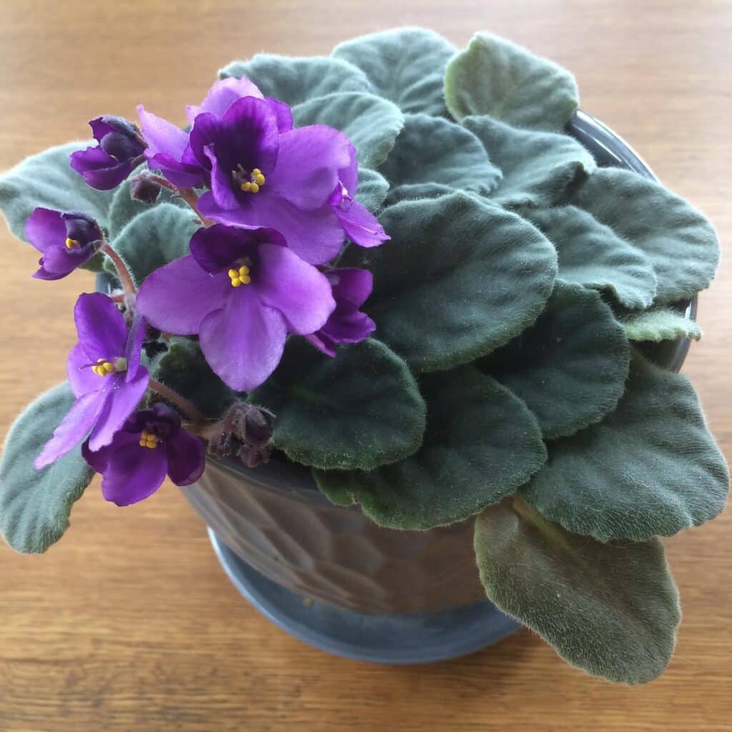 Top angle view of the a beautifully blooming African Violet placed on a wooden table.