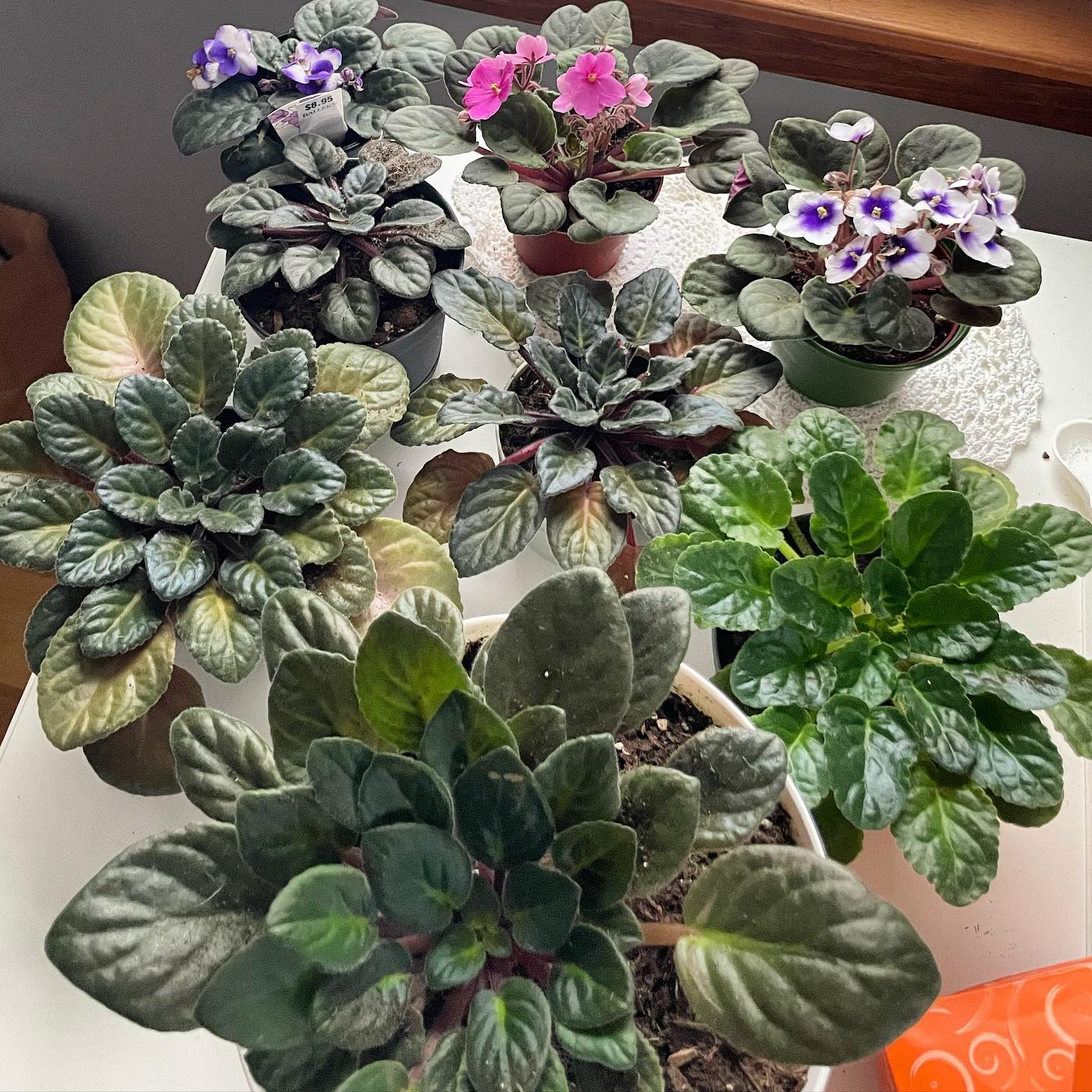 Why won't my African Violets Bloom?