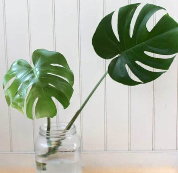 Mini-Monstera-Water-Propagation