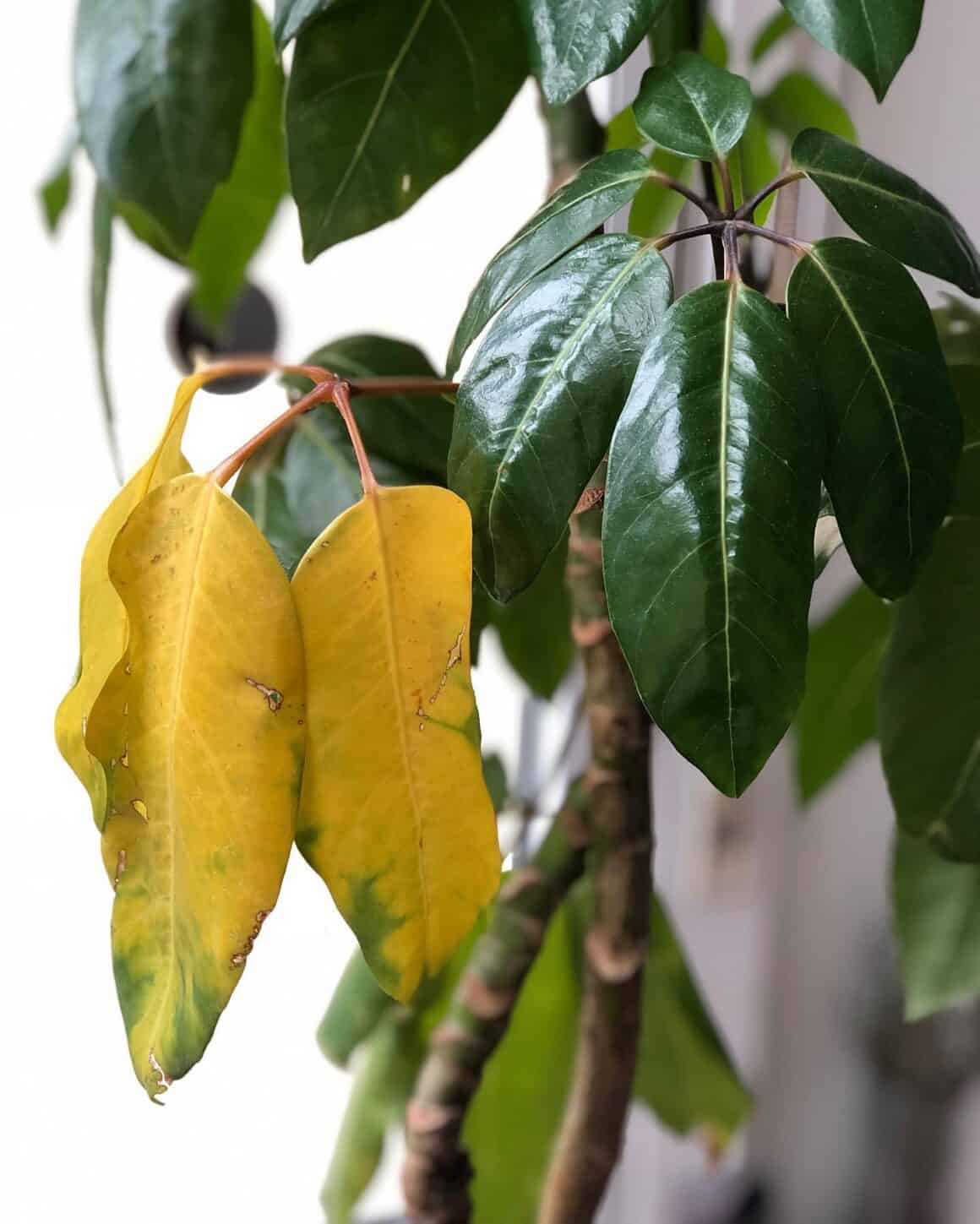 Autumnal Embrace: Yellow Leaves Adorn Schefflera