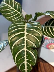 Leaves of  Zebra Plant 