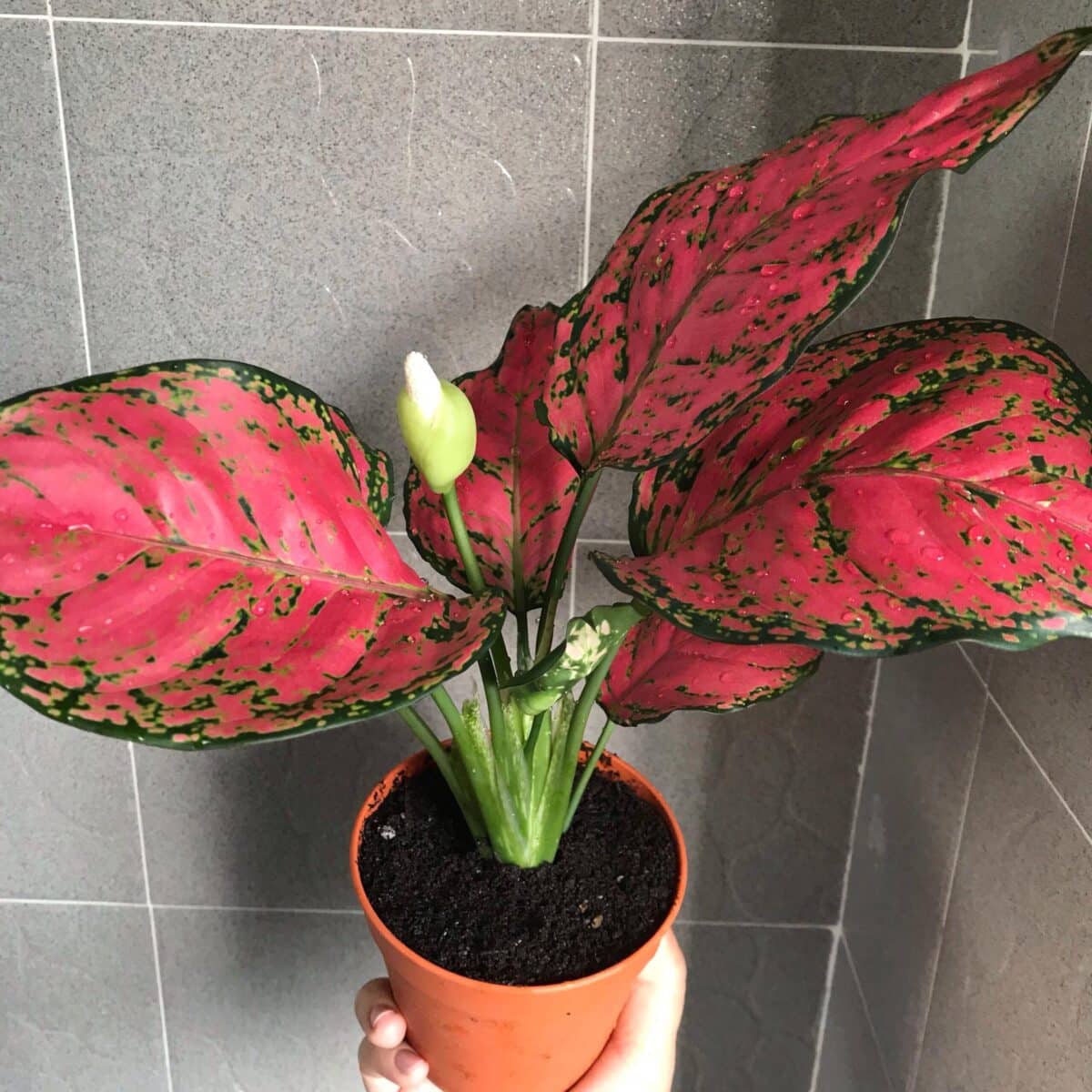 Pink Dalmatian Aglaonema Care