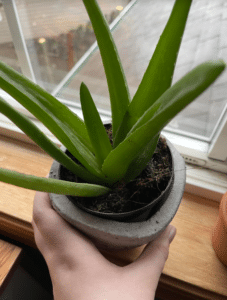 A Healthy Aloe Vera Plant In A Pot