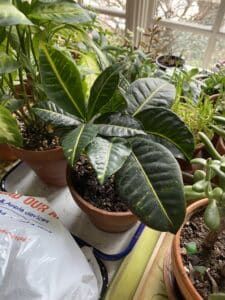 Croton Plant Leaves