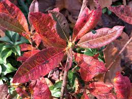 Fall color change 