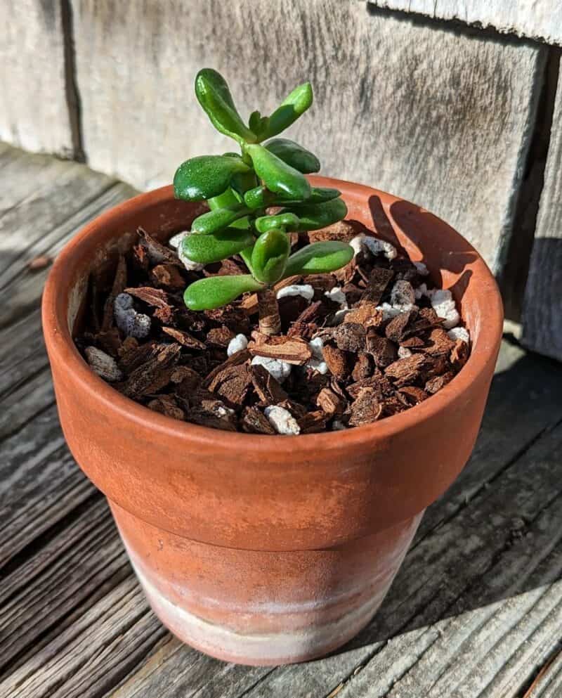 Jade Plant Care Indoor [Wow Guide] - Plants Craze