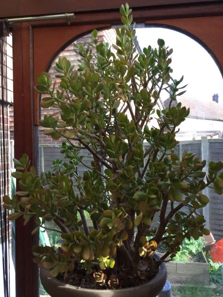 Jade Plant Care Indoor [Wow Guide] - Plants Craze