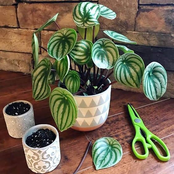 A fullly grown peperomia plant suroounded by two tiny pot, scissors, and single leaf lying on the wooden floor.