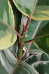 image of the rubber plant stem that are toxic