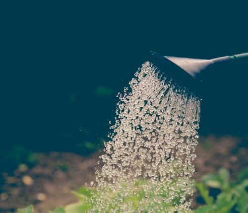 Watering the Plants