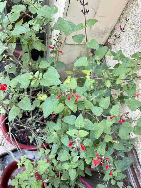 pineapple sage in a pot