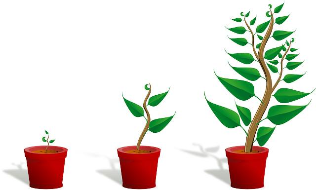 Plant's growth stages