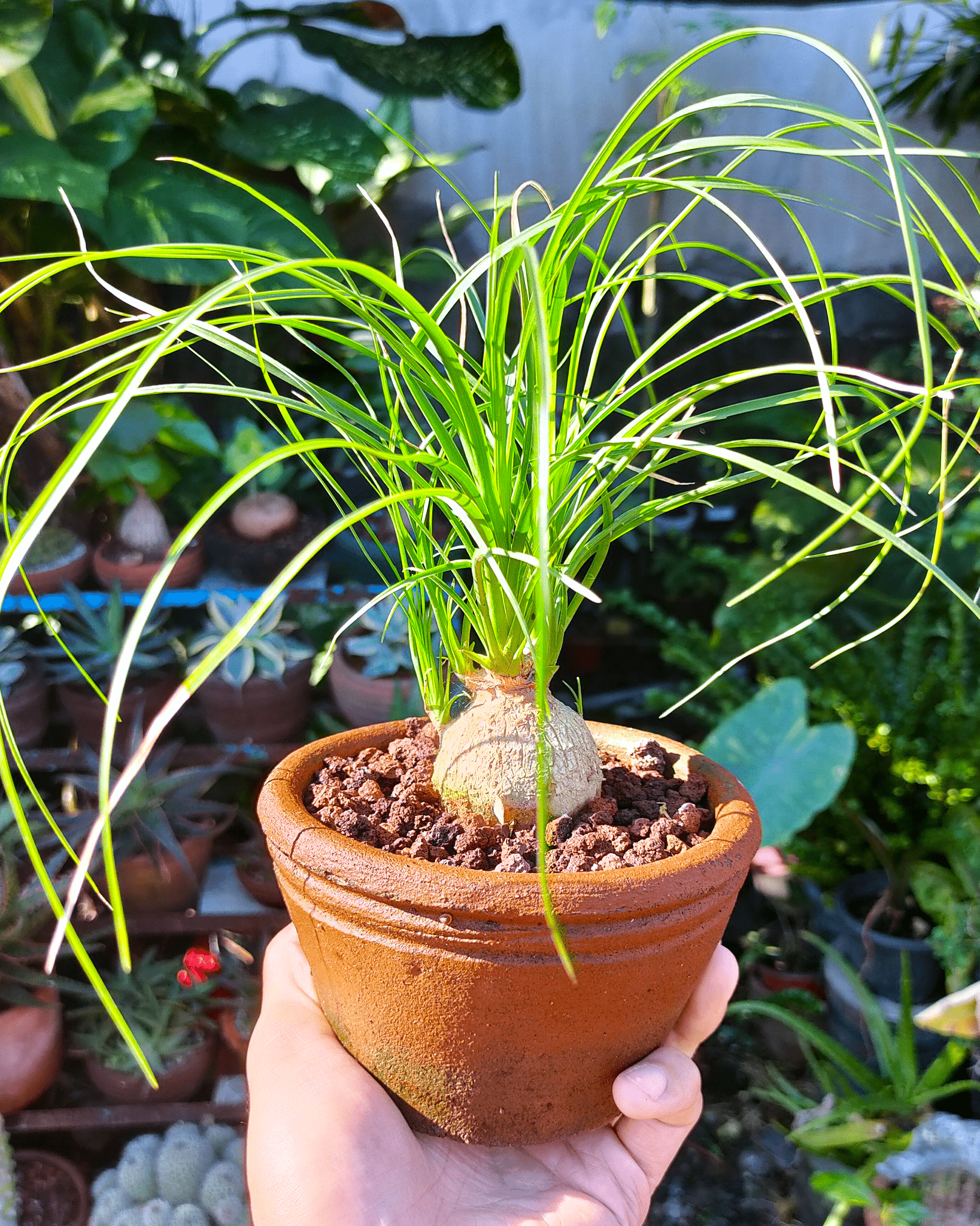 young ponytail palm on pot