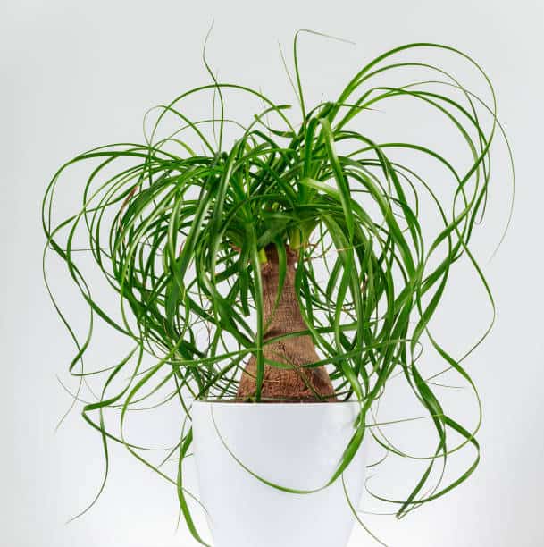 How Do I Know When to Water Ponytail Palm?