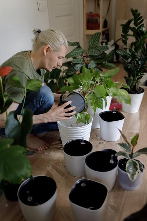 A woman repotting plants