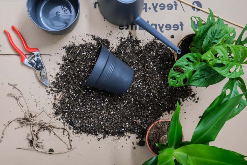 Repotting A Plant