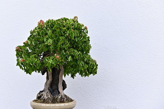 Simple Bonsai plant