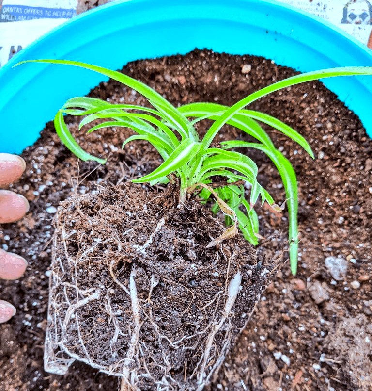 Young Spider plant about to be repotted