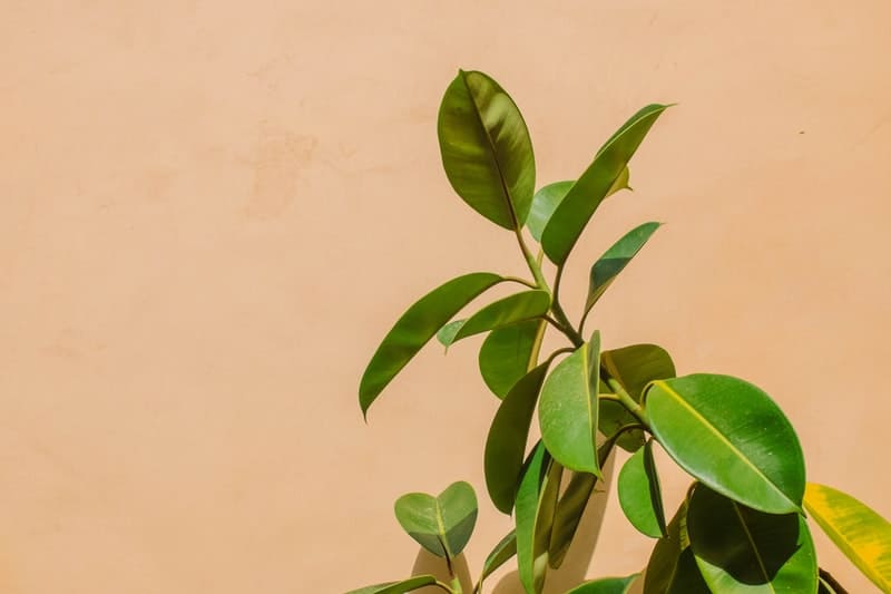 an image of toxic rubber plant