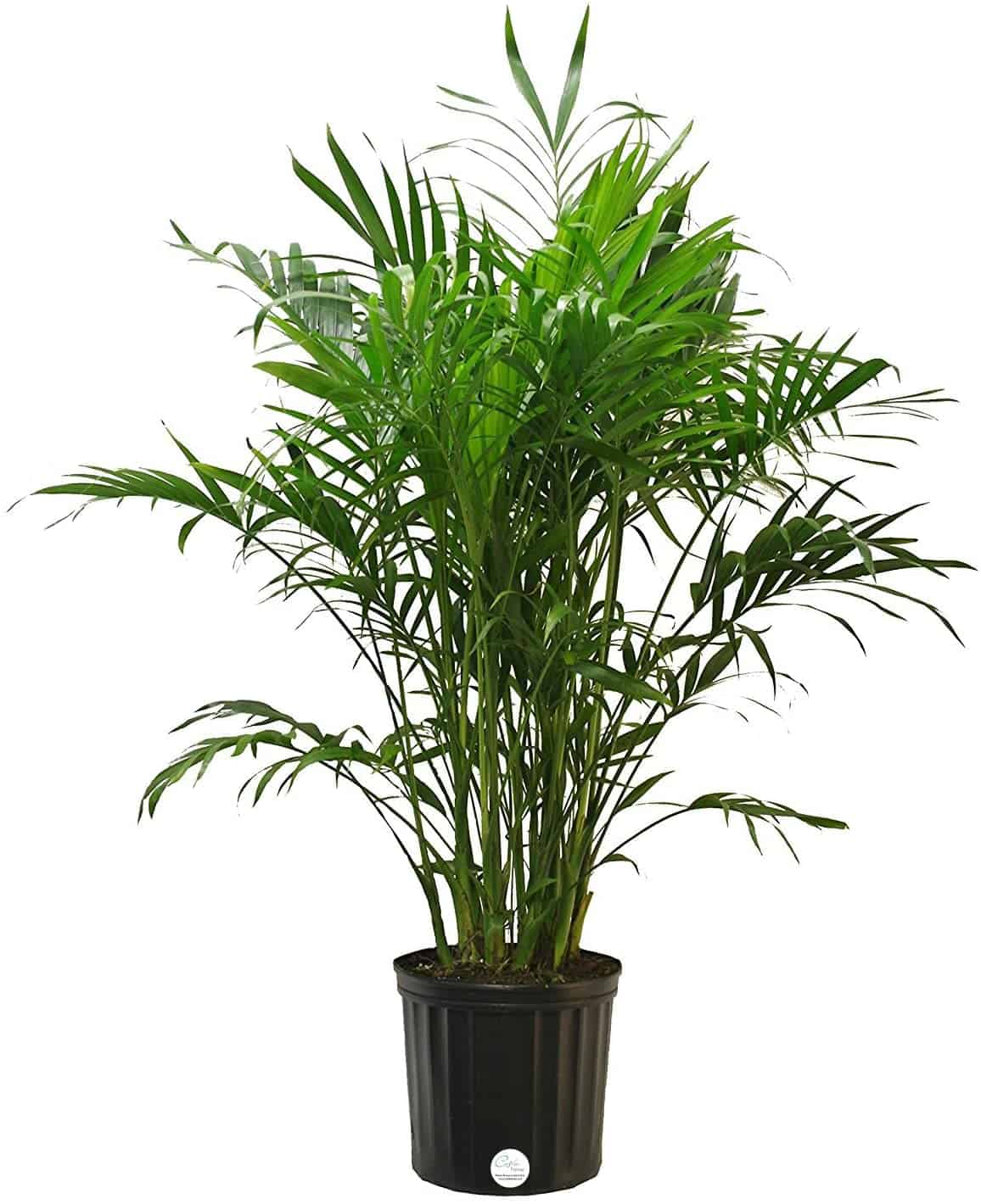A Complete Guide to Cat Palm Care Plants Craze