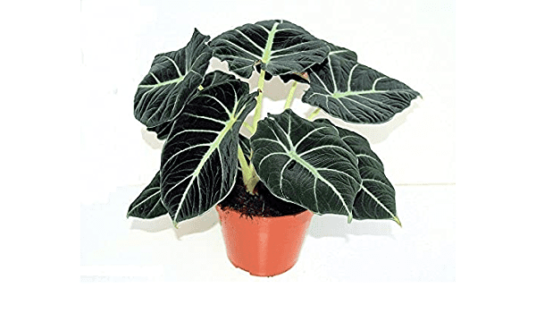 Alocasia Black Velvet Care and Growing Guide