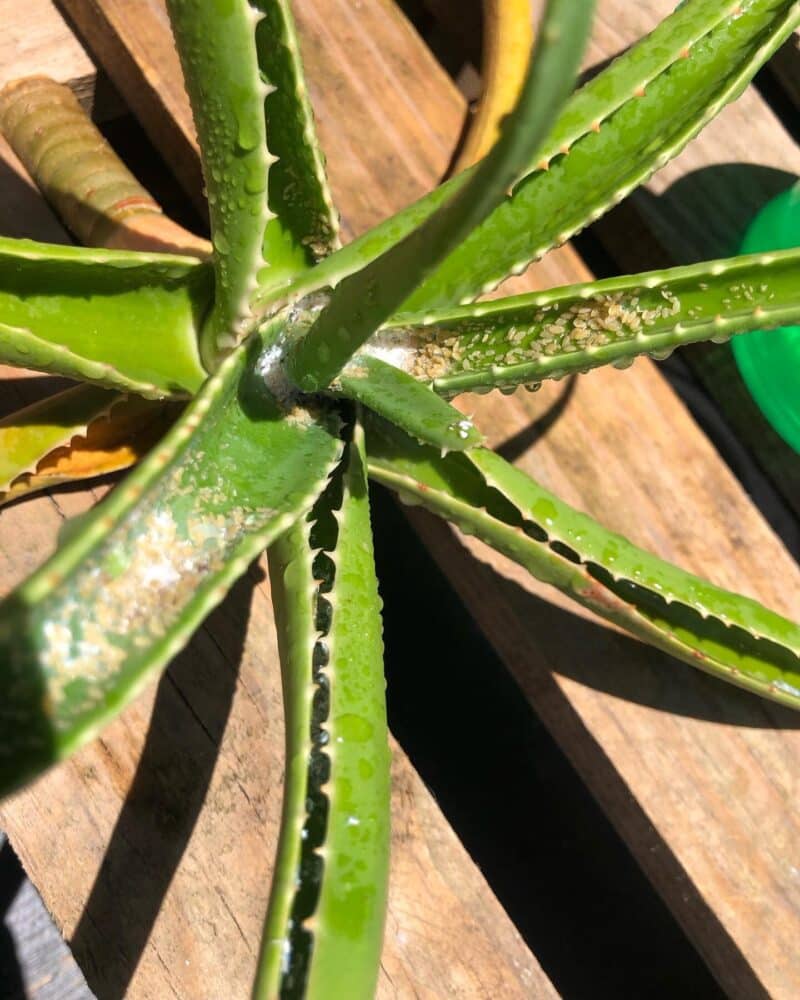 Aloe Vera Plant Drooping [Reasons & Revival Tips]