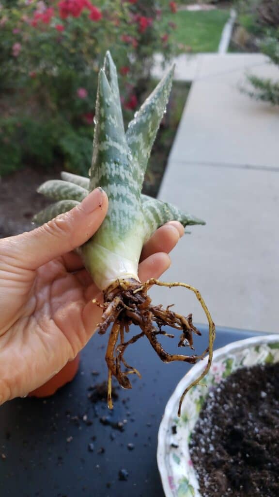 Aloe plant with root rot held in hand with rotted end towards the camera.