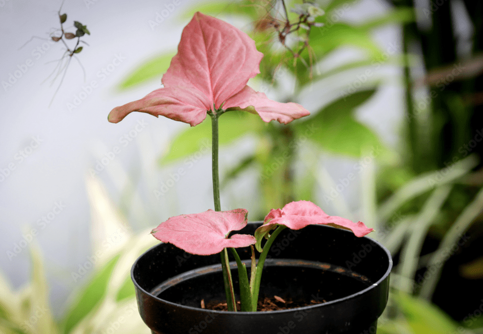 A black pot with Arrowhead Pink Perfection