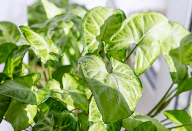 20+ Stunning Arrowhead Plant Varieties Plants Craze