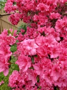 Beautiful Azalea Blooms