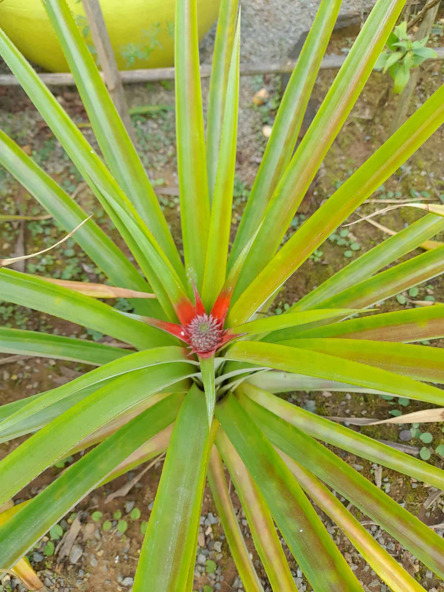 Image represents a fruiting Pineapple plant