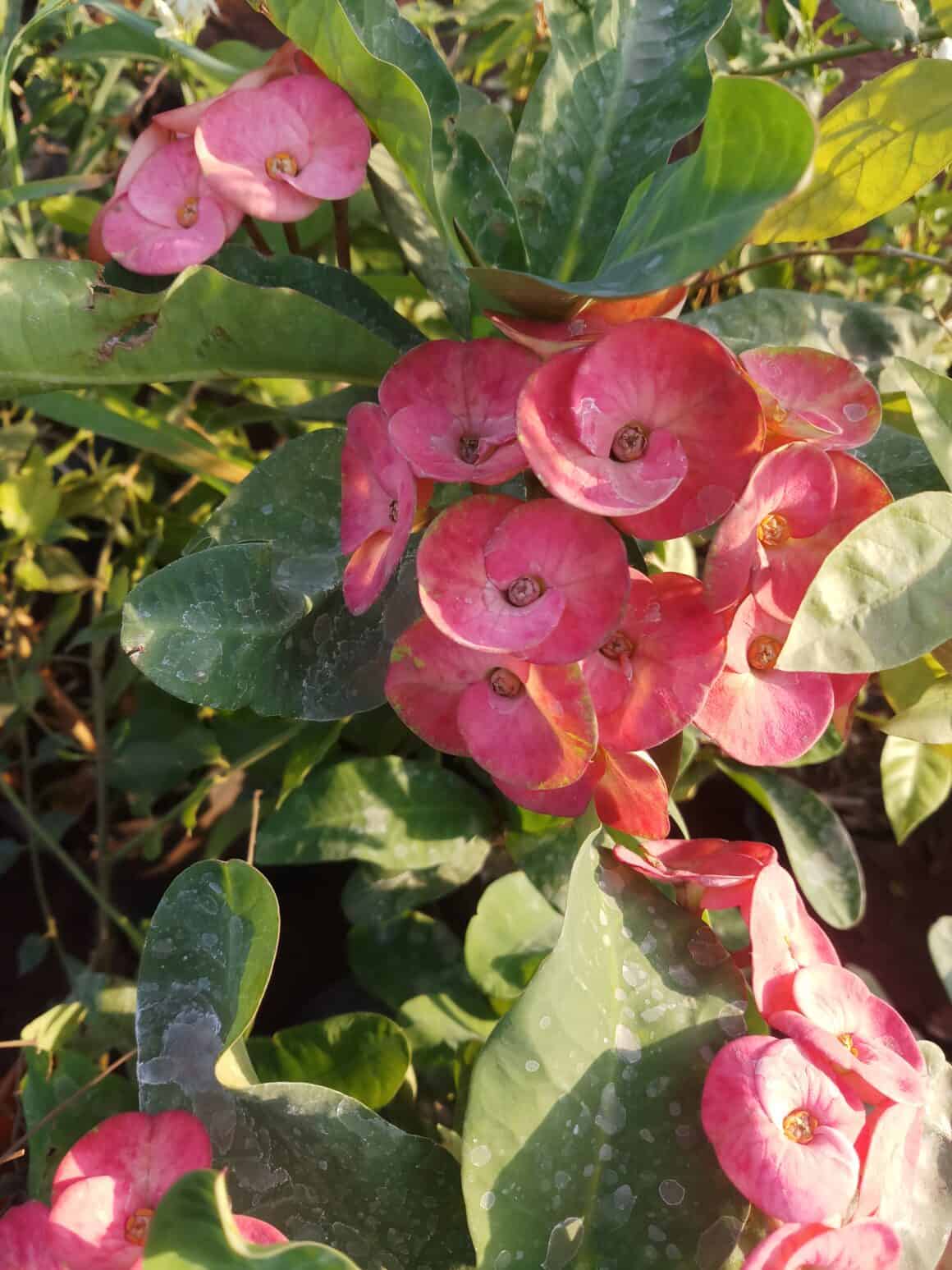 Crown of Thorns Leaves Turning Yellow: Why? - Plants Craze