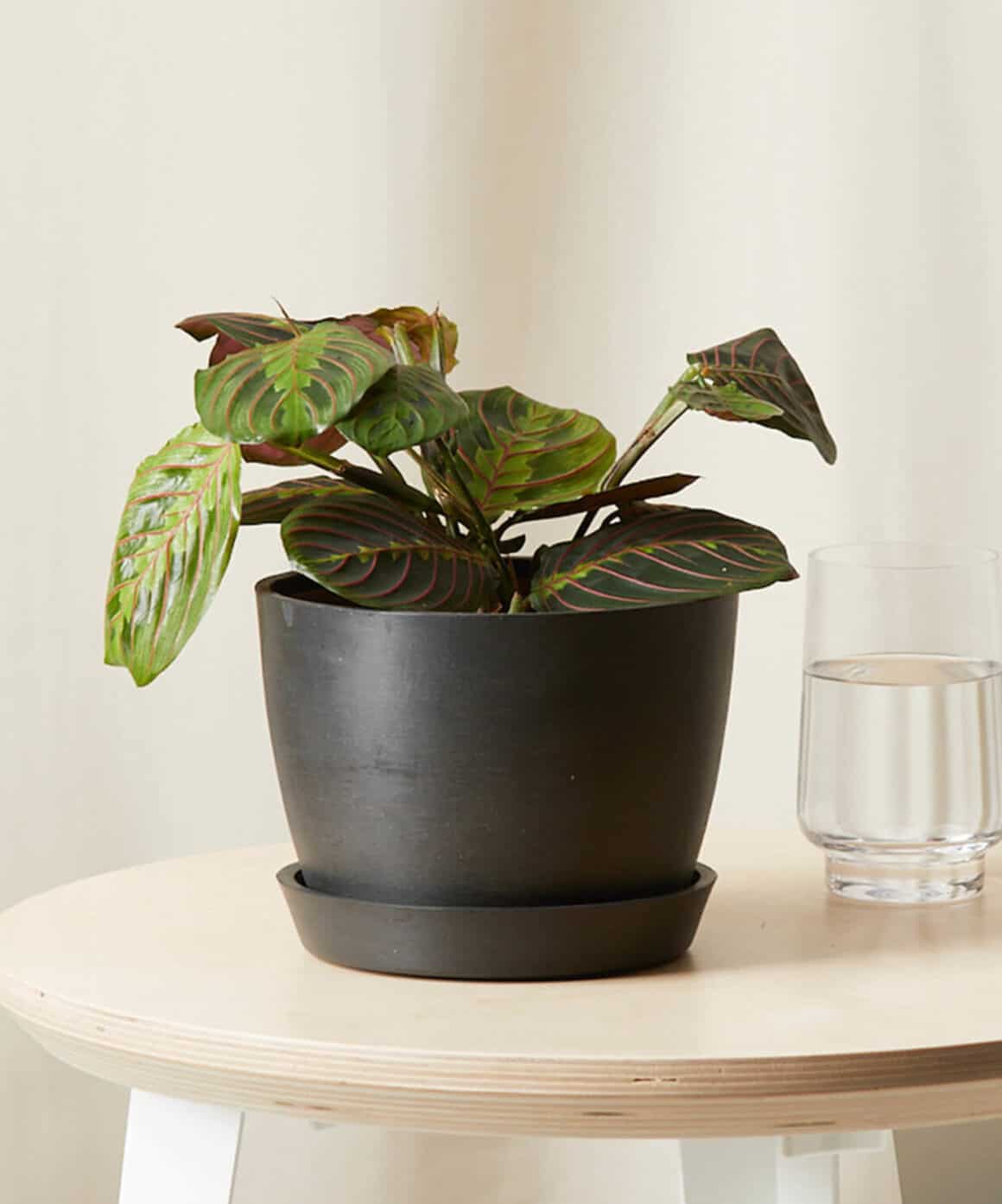 Why are the Leaves on my Prayer Plant Curling? Plants Craze