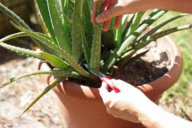 Cut Aloe Vera to Replant