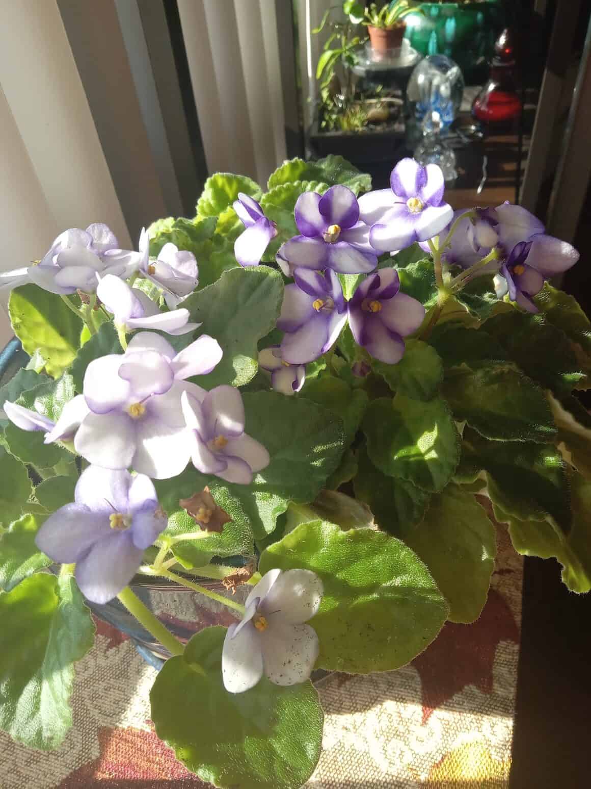 How to Repot African Violet with Long Neck? Plants Craze