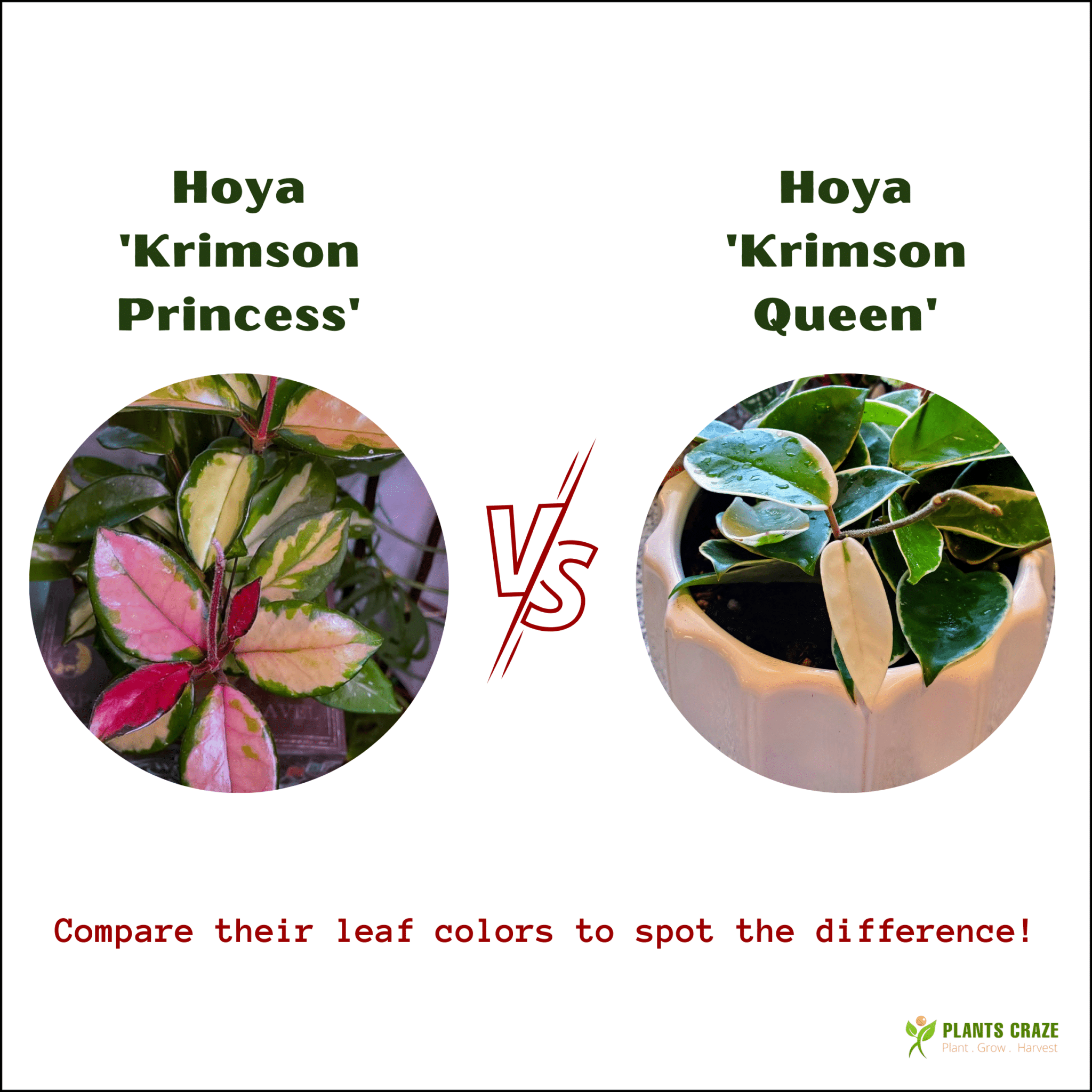 Image illustrates difference between the leaves of Hoya Krimson Princess and Hoya Krimson Queen