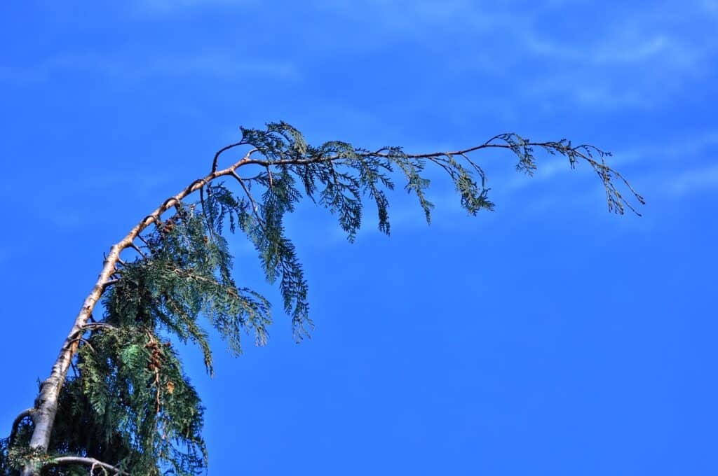 Pine tree drooping 