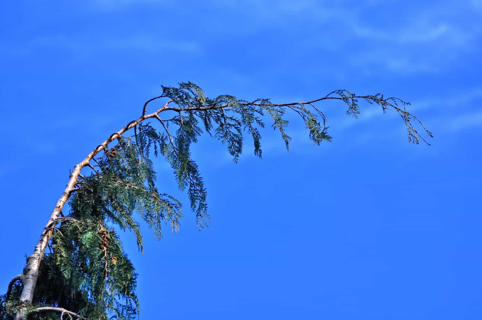 Why is my Norfolk Pine Limp and Drooping? Plants Craze