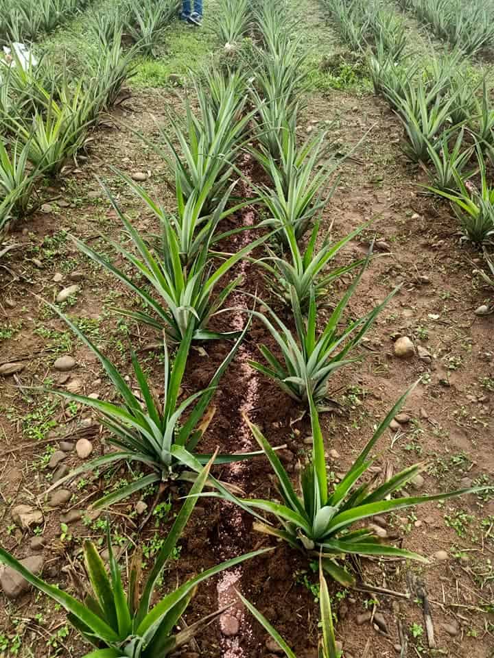 Image represents the process of fertilizing Pineapple plants