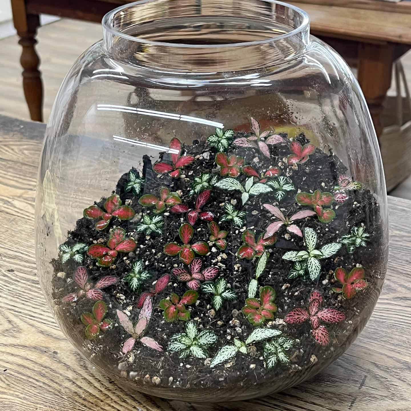 Image represents Fittonia plants growing inside a terrariums