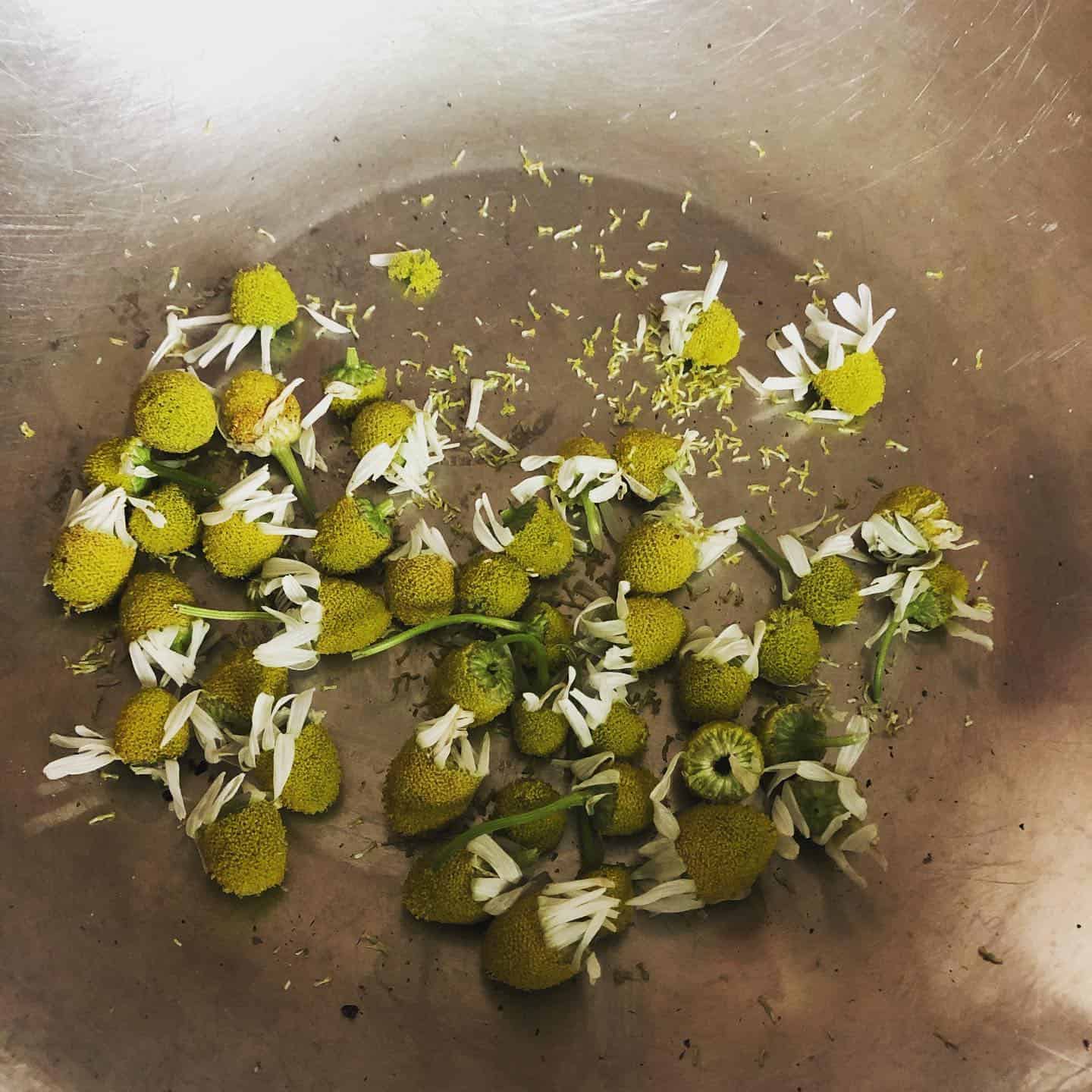 Image represents flower heads of Chamomile plant