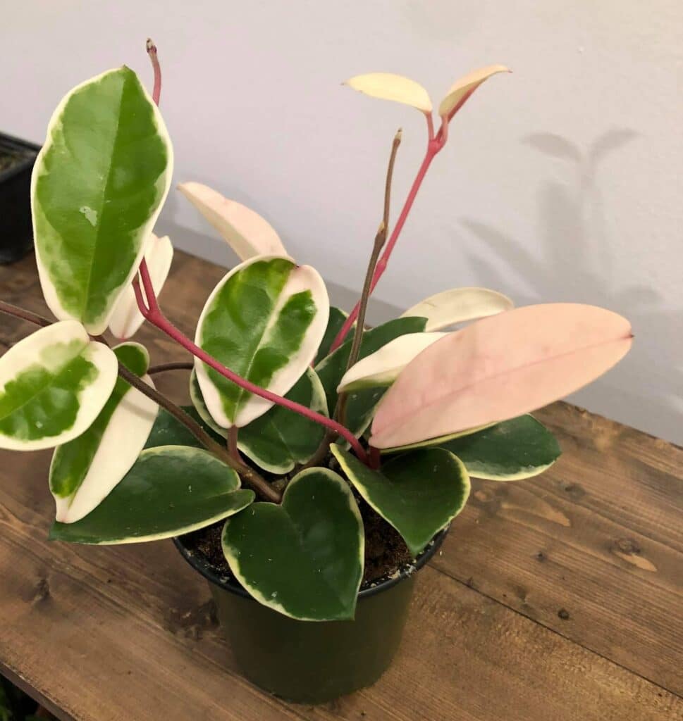 Hoya Krimson Queen Care [Propagation & Buying Guide]