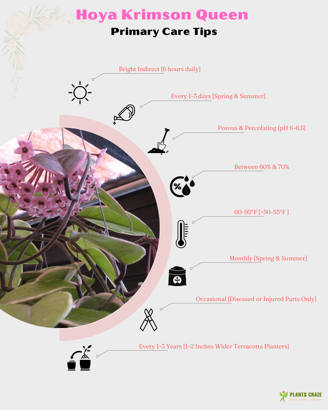 Image illustrates the basic care tips for Hoya Krimson Queen