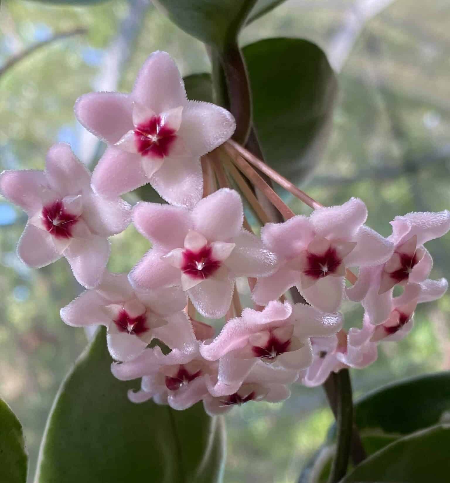 Image represents the flowers of Hoya Krimson Queen